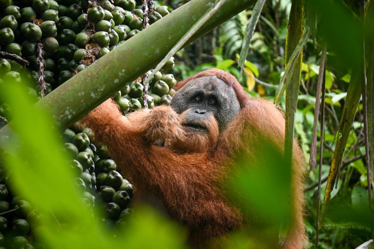 Sumatra Expedition Lodge Букит Лаванг Екстериор снимка