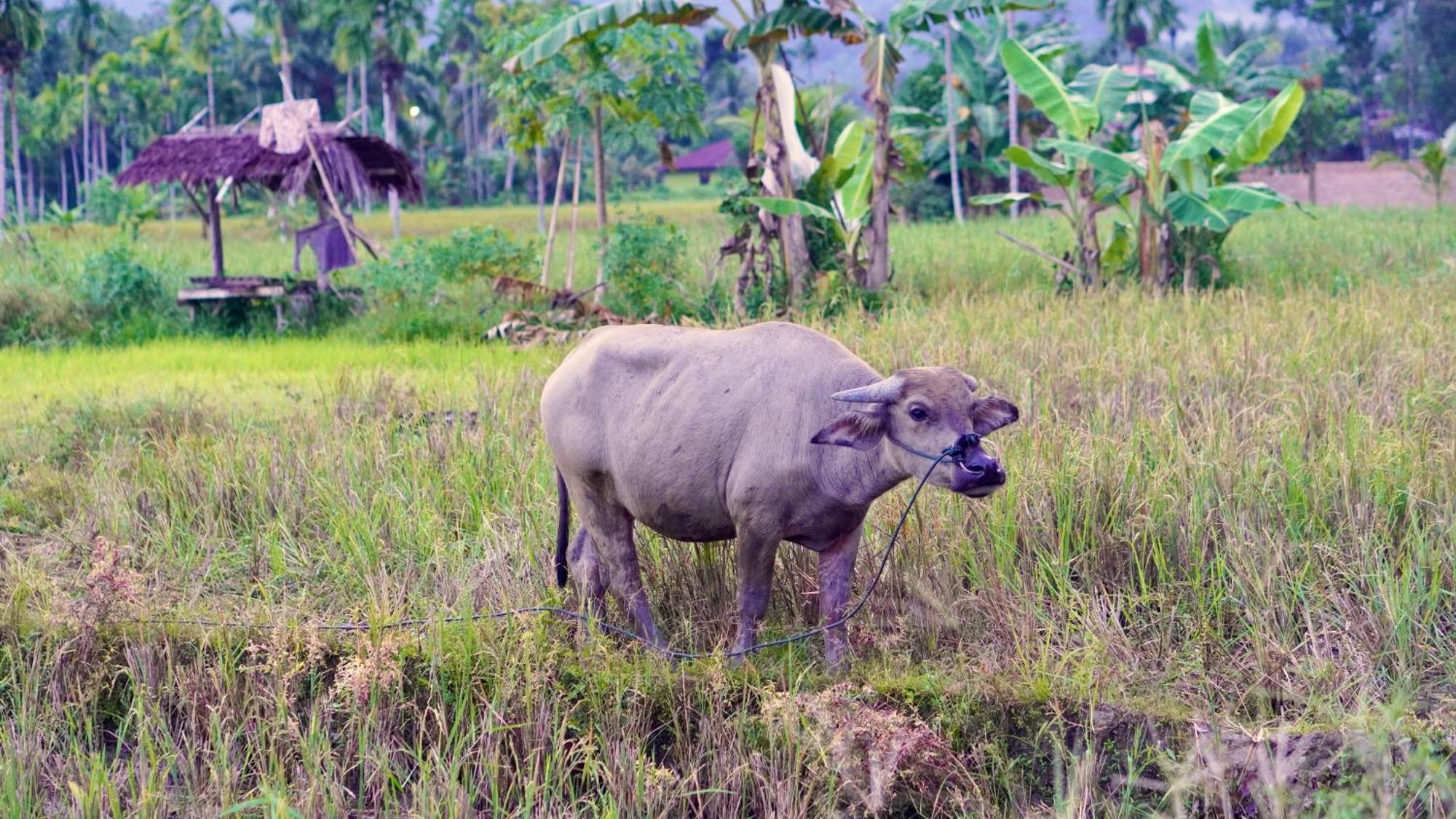 Sumatra Expedition Lodge Букит Лаванг Екстериор снимка